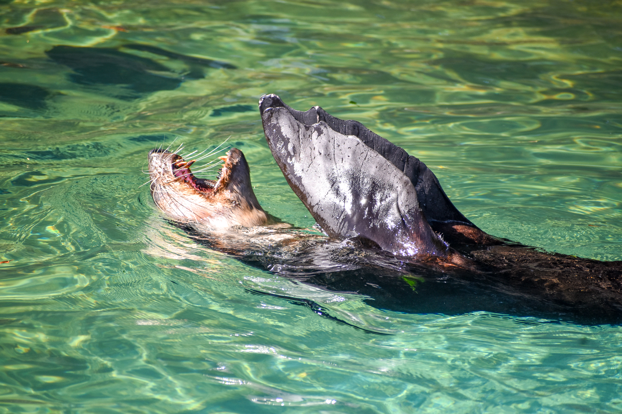 Subantarctic Fur-Seal