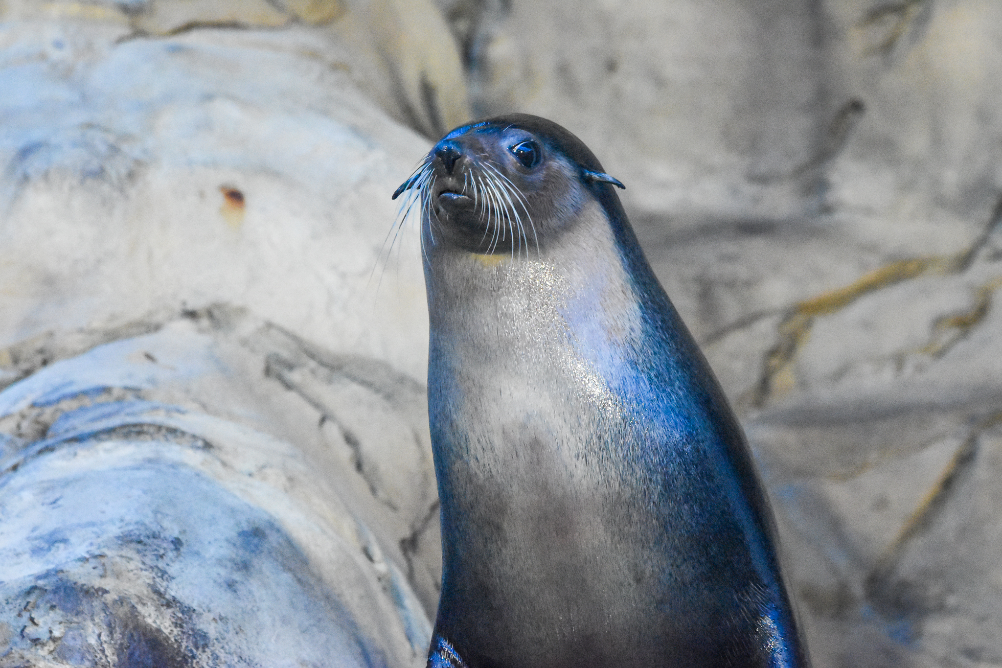 Subantarctic Fur Seal