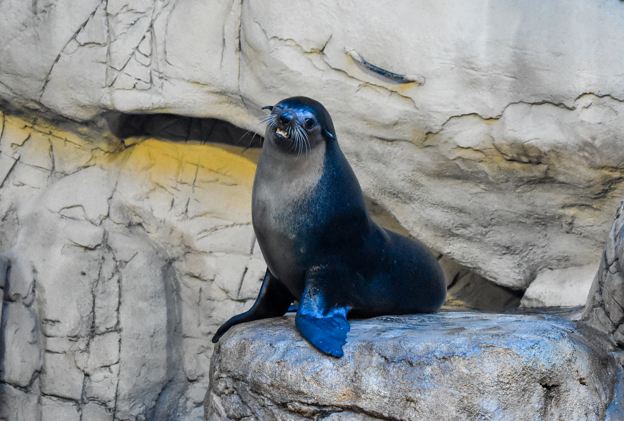Subantarctic Fur Seal