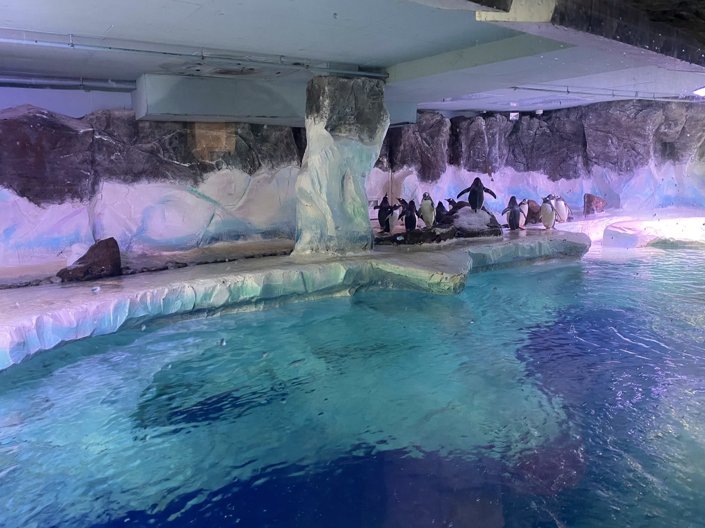 Subantarctic gentoo penguin exhibit 070123