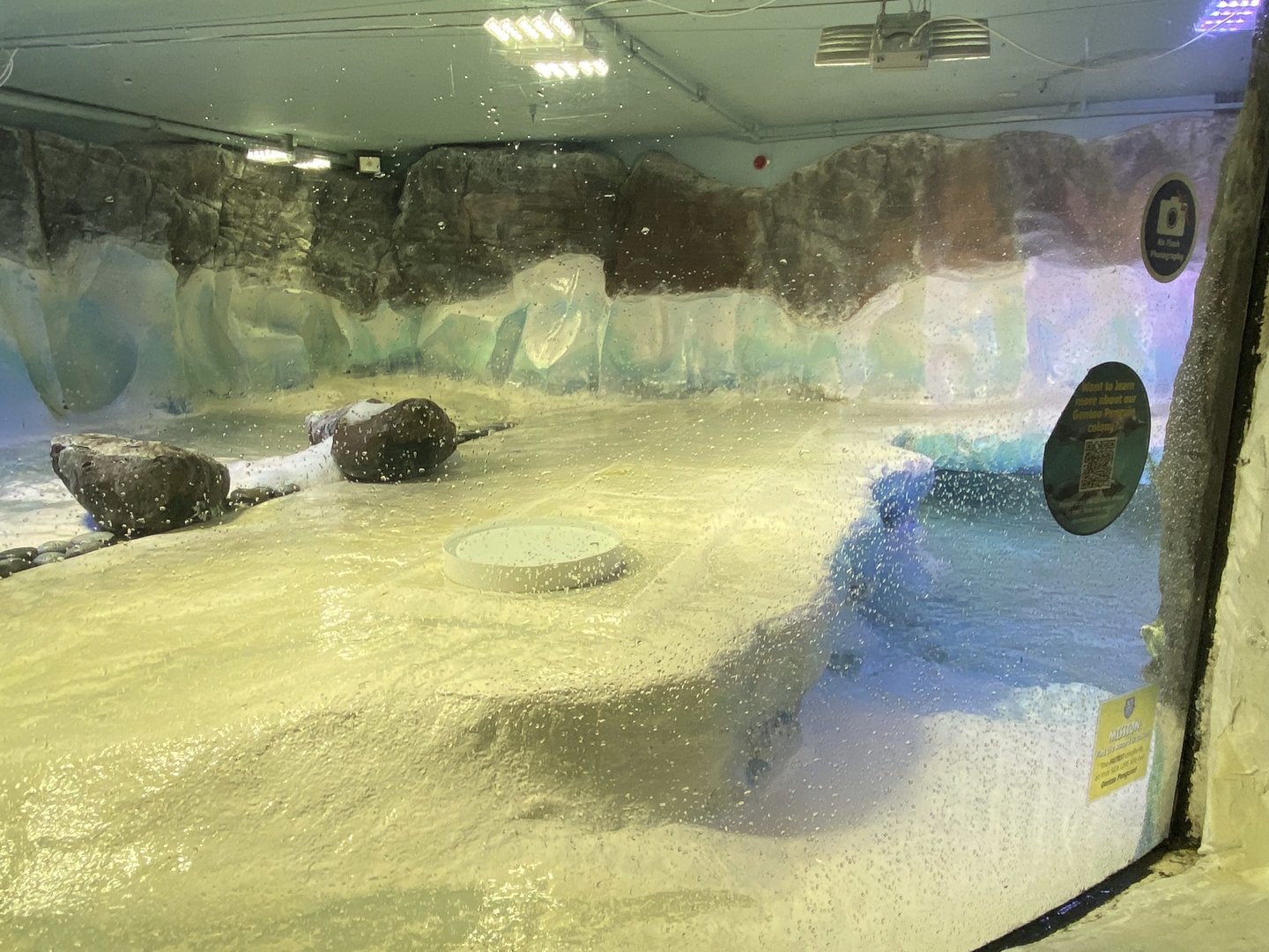 Subantarctic gentoo penguin exhibit 070123