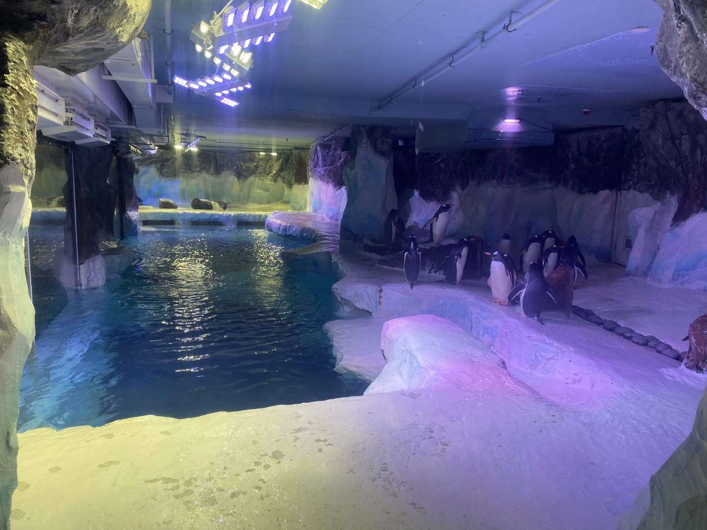 Subantarctic gentoo penguin exhibit 070123