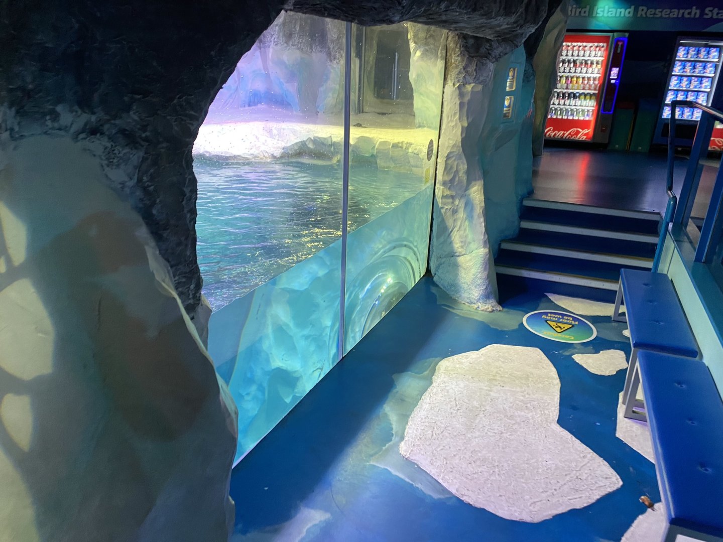 Subantarctic gentoo penguin exhibit 070123