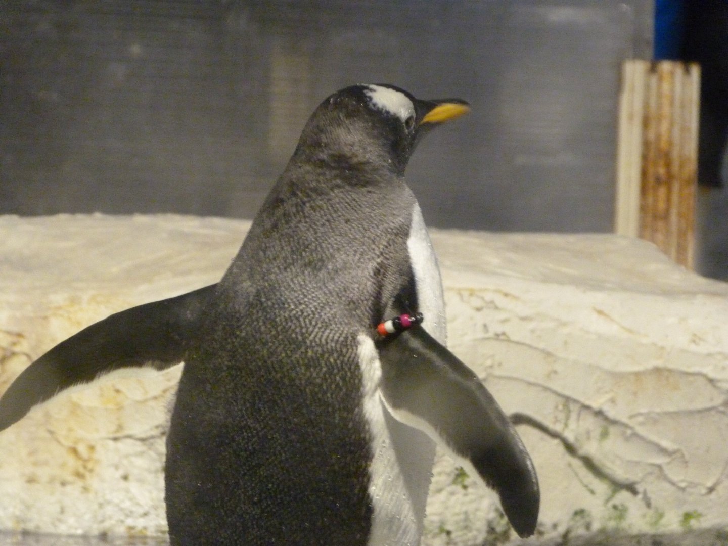 Subantarctic gentoo penguin -Faunia (2025)