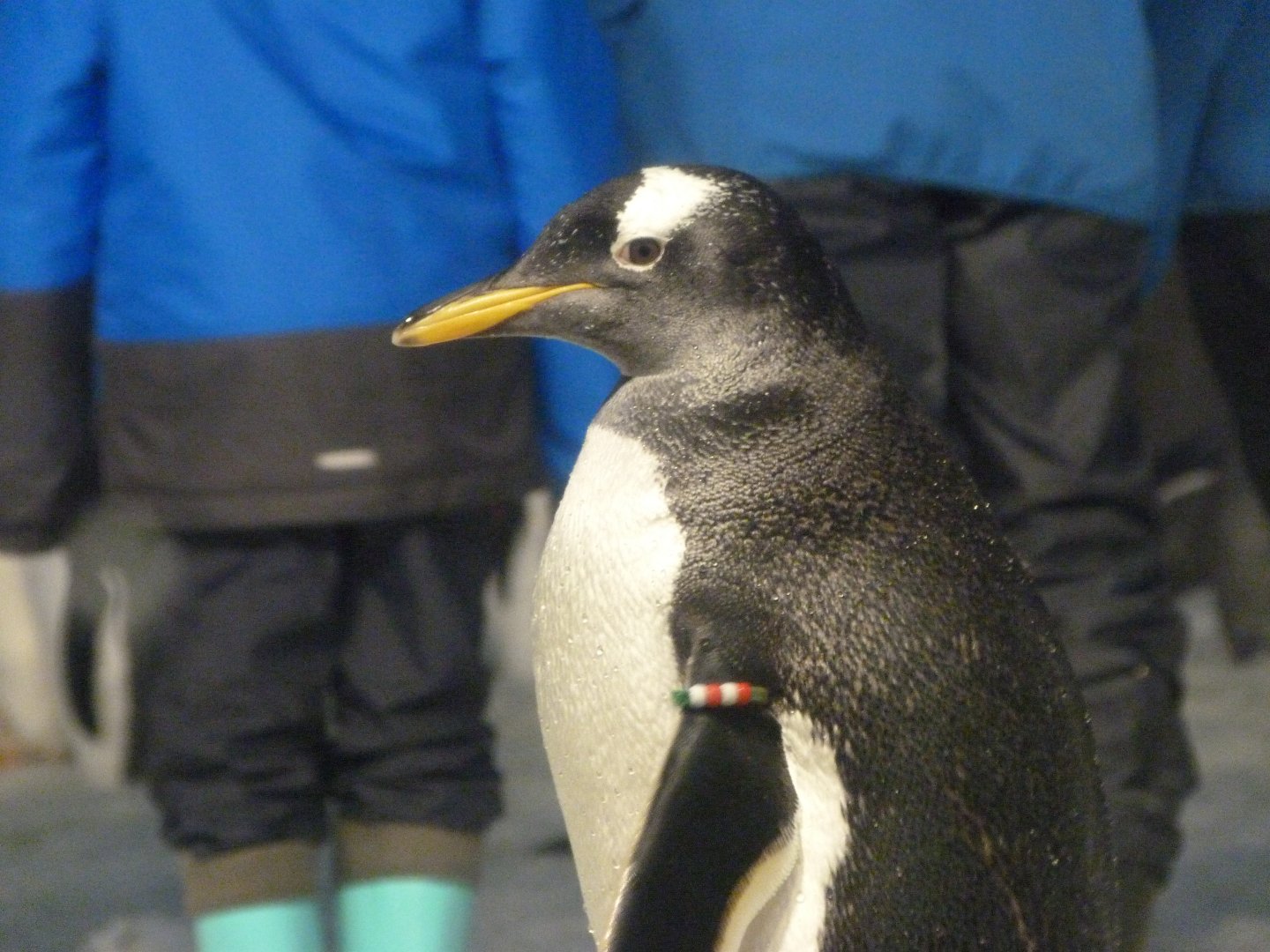 Subantarctic gentoo penguin -Faunia (2025)