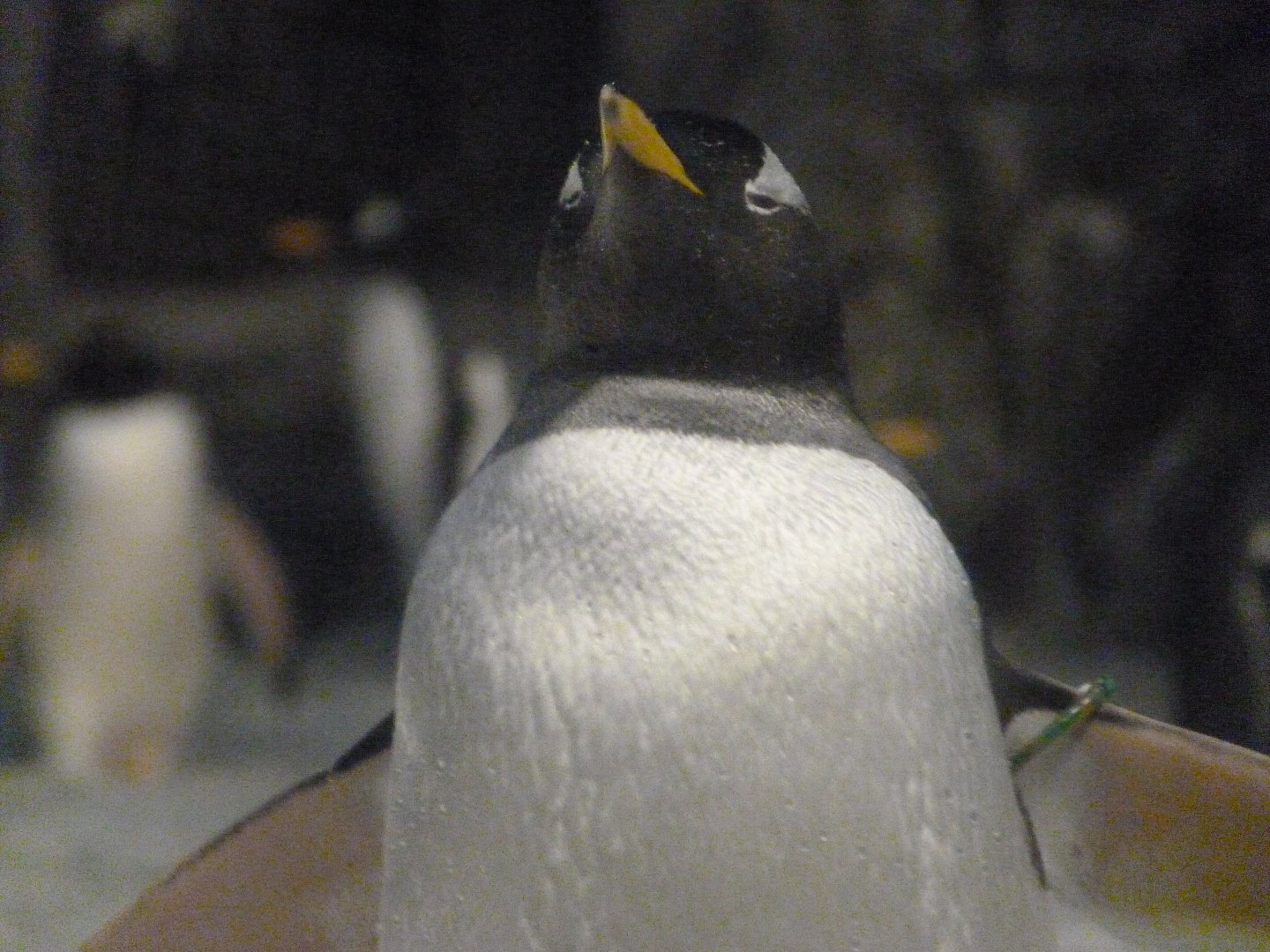 Subantarctic gentoo penguin -Faunia (2025)