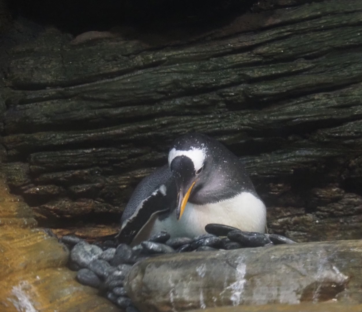 Subantarctic gentoo penguin on the nest (Pygoscelis papua papua), 2025-05-14