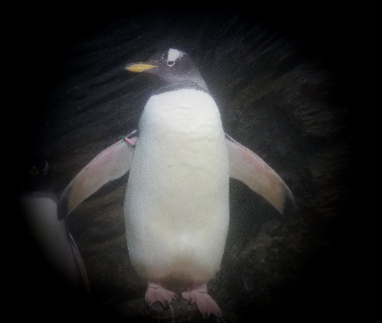 Subantarctic gentoo penguin (Pygoscelis papua papua), 2020-05-24