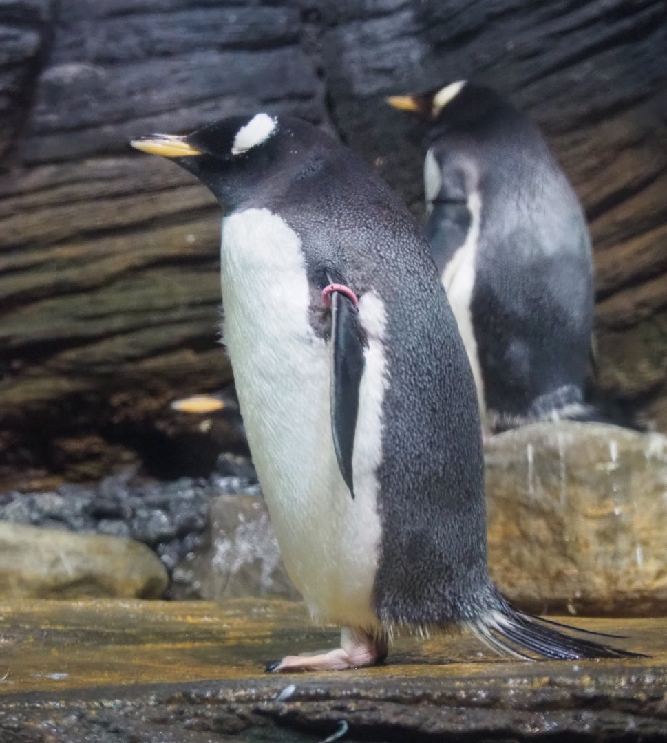 Subantarctic gentoo penguin (Pygoscelis papua papua), 2021-06-12