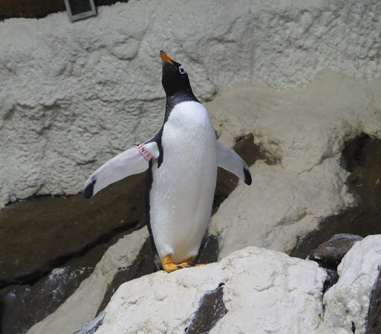 Subantarctic gentoo penguin (Pygoscelis papua papua), 2021-09-02