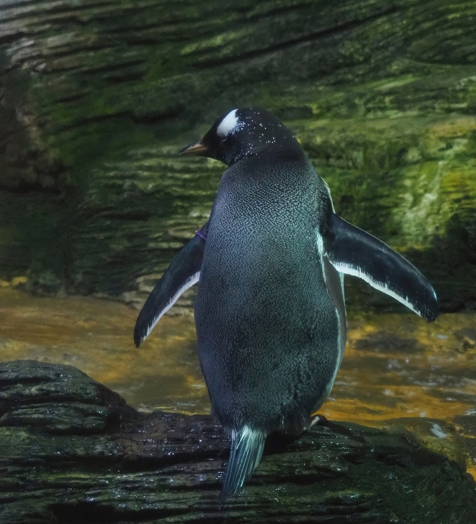 Subantarctic gentoo penguin (Pygoscelis papua papua), 2022-08-16