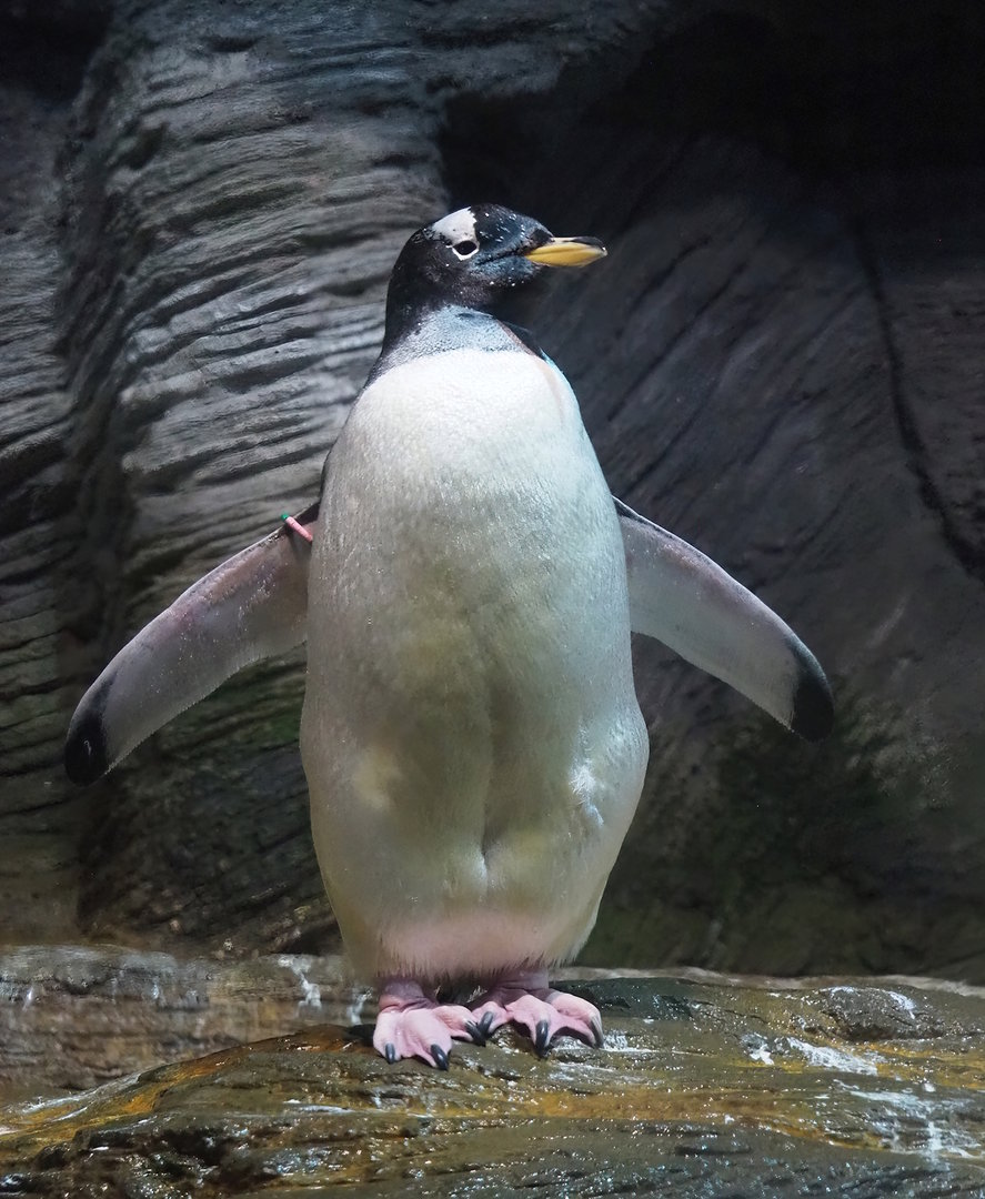 Subantarctic gentoo penguin (Pygoscelis papua papua), 2022-10-29