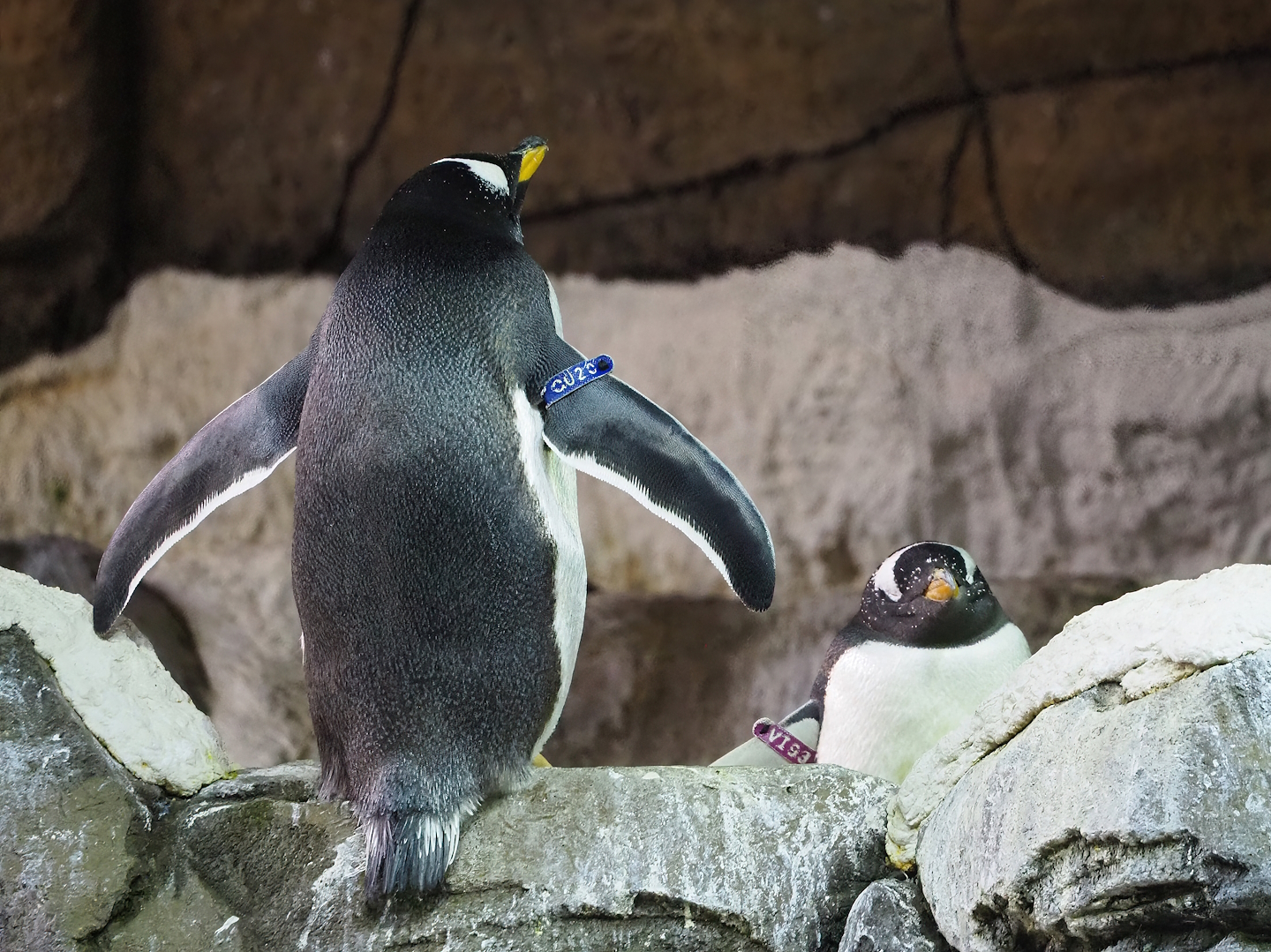 Subantarctic gentoo penguin (Pygoscelis papua papua), 2023-10-13
