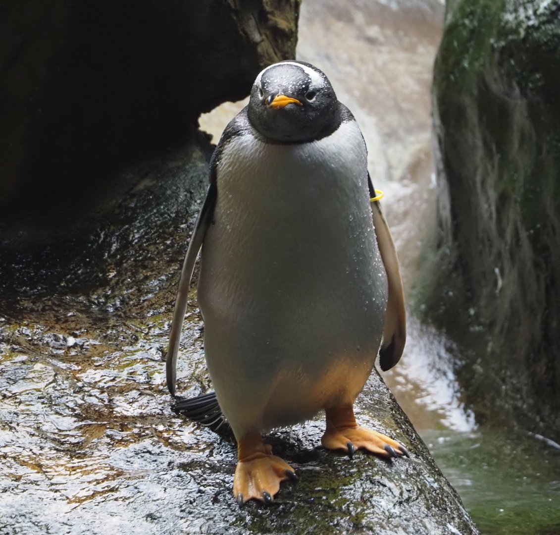 Subantarctic gentoo penguin (Pygoscelis papua papua), 2024-09-17
