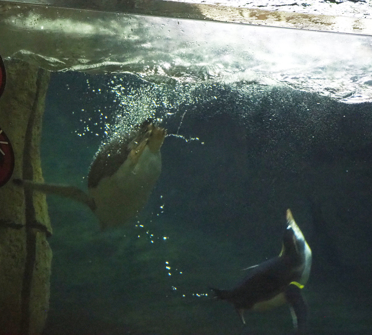 Subantarctic gentoo penguin (Pygoscelis papua papua) and Eastern rockhopper penguin (Eudyptes chrysocome filholi) swimming, 2022-09-14