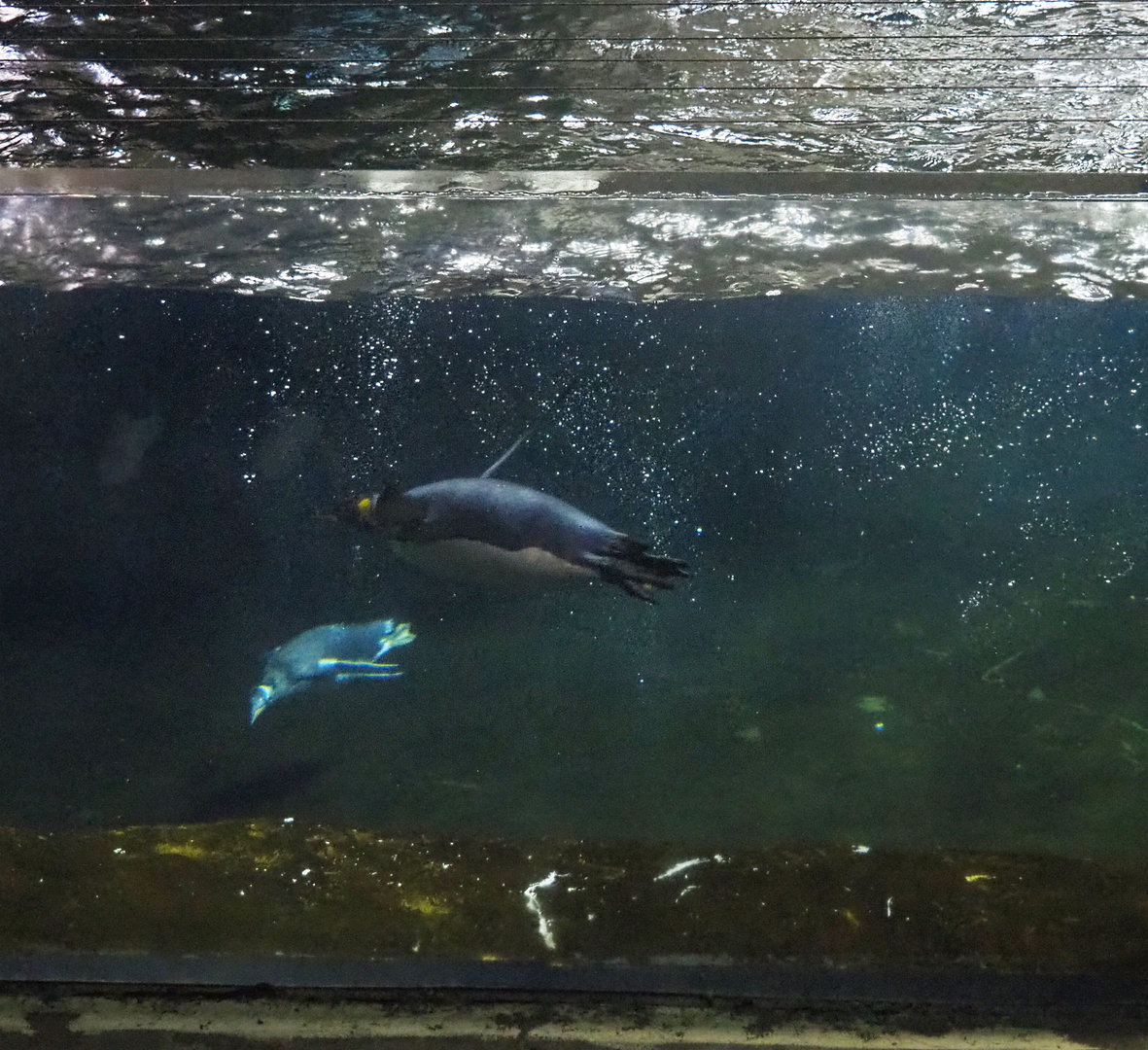 Subantarctic gentoo penguin (Pygoscelis papua papua) and King penguin (Aptenodytes patagonicus) swimming, 2022-09-14