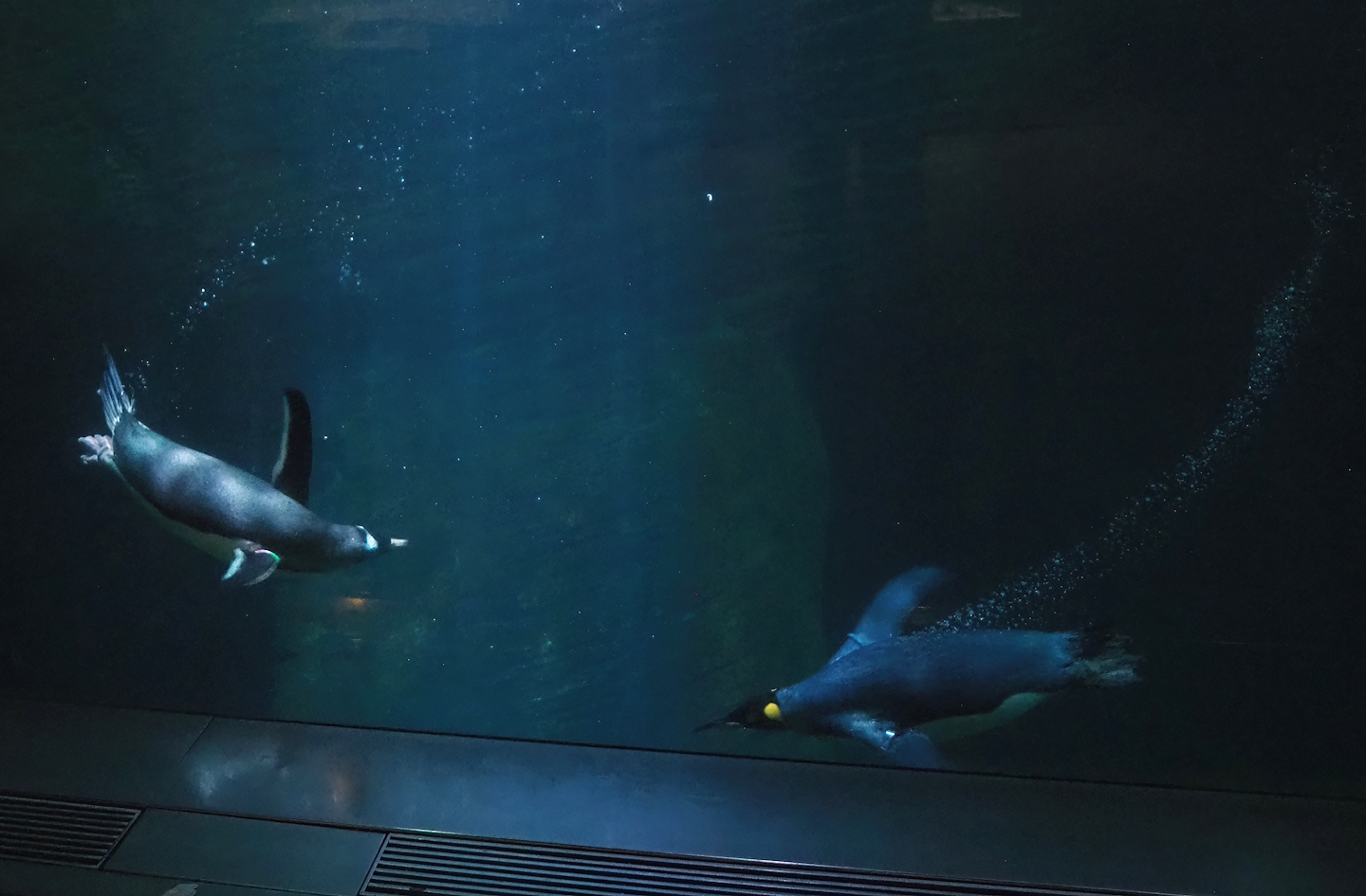 Subantarctic gentoo penguin (Pygoscelis papua papua) and King penguin (Aptenodytes patagonicus) underwater, 2022-08-16