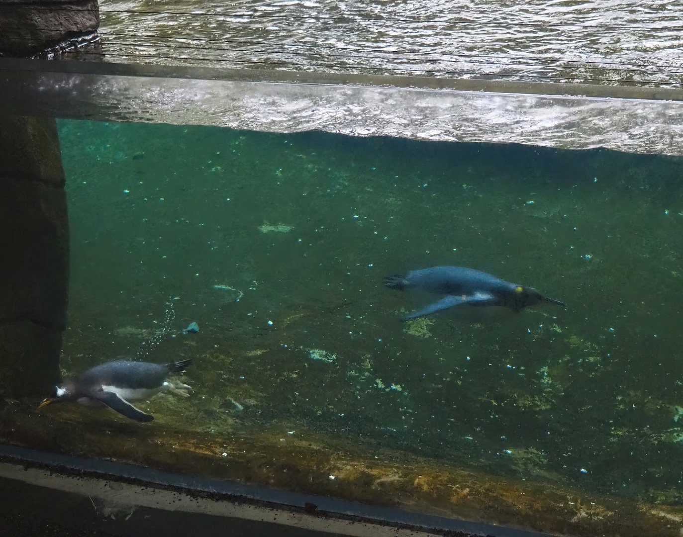 Subantarctic gentoo penguin (Pygoscelis papua papua) and King penguin (Aptenodytes patagonicus) underwater, 2023-05-15