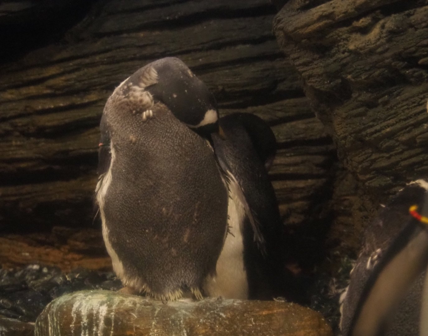 Subantarctic gentoo penguin (Pygoscelis papua papua), Feb 27th, 2019