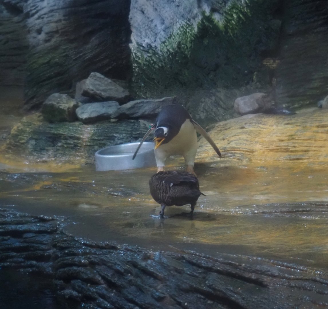 Subantarctic gentoo penguin (Pygoscelis papua papua) meets European eider (Somateria mollissima mollissima), 2025-05-14