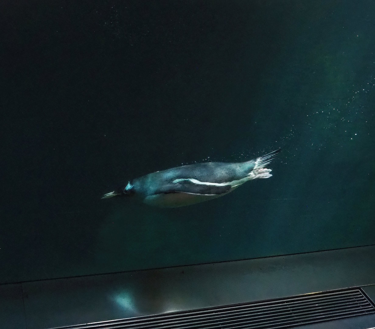 Subantarctic gentoo penguin (Pygoscelis papua papua) underwater, 2022-08-16