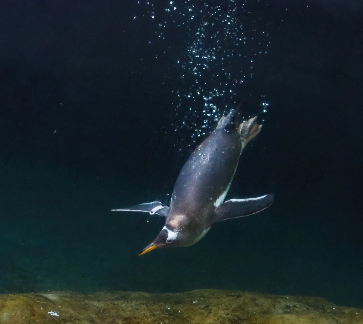 Subantarctic gentoo penguin (Pygoscelis papua papua) underwater, 2023-05-16