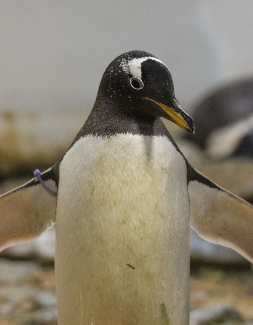 Subantarctic gentoo penguin (Pygoscelis papua papua)