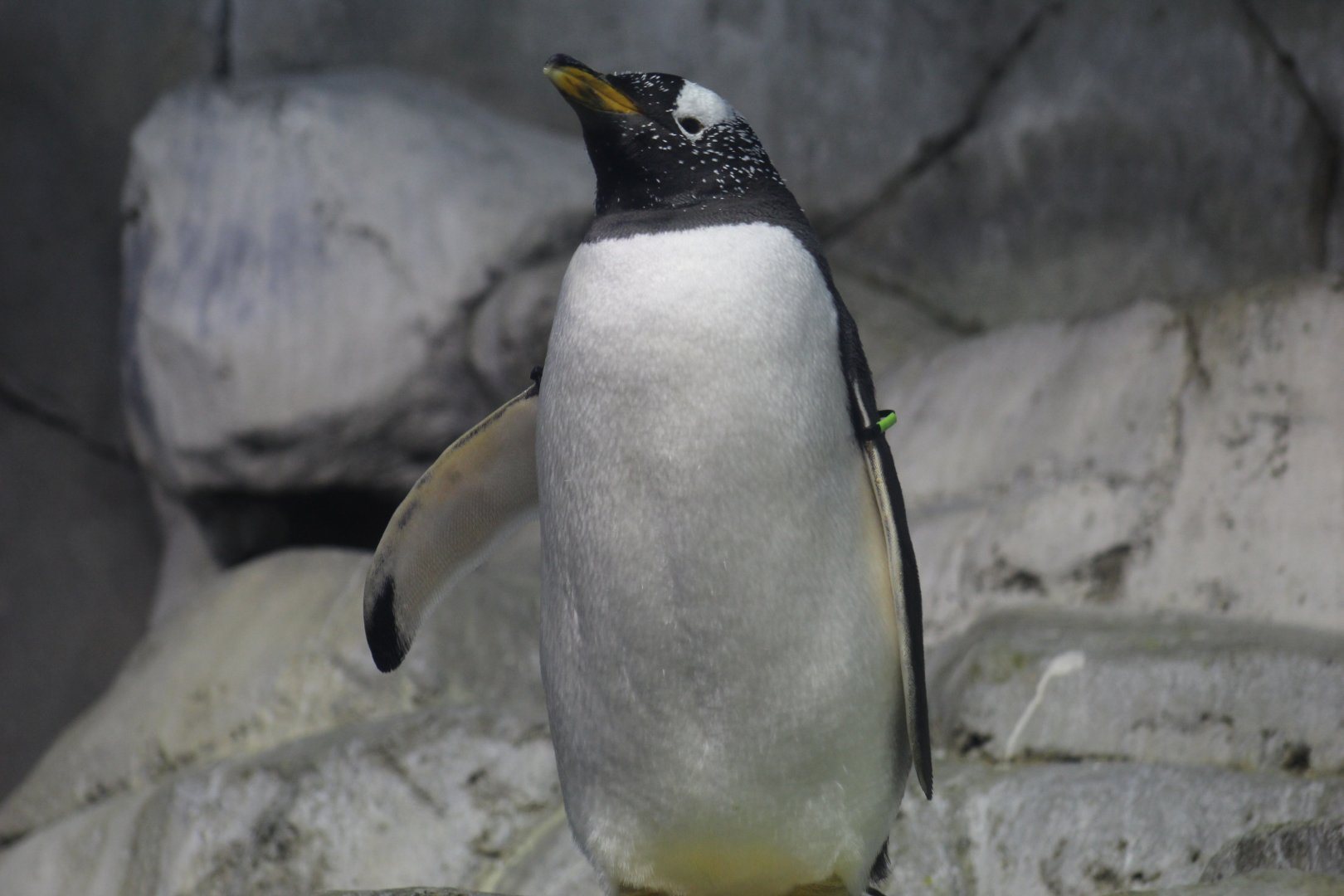 Subantarctic Gentoo Penguin