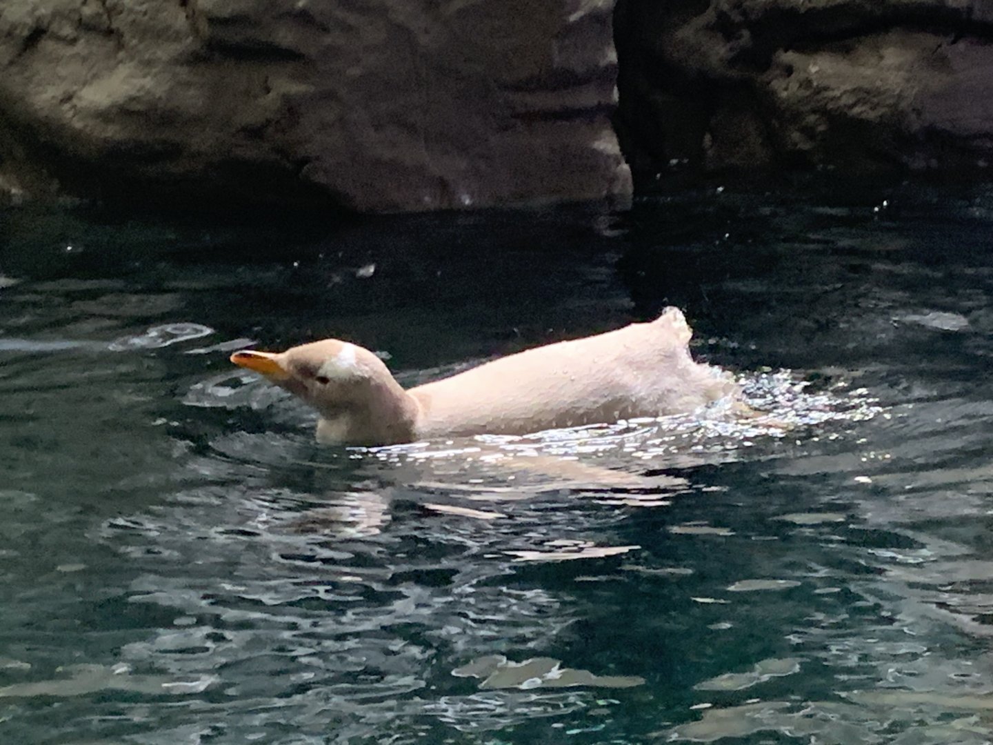 Subantarctic gentoo penguin