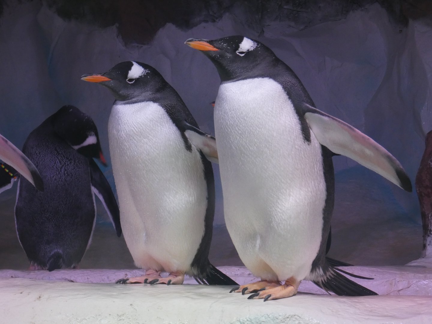 Subantarctic gentoo penguin