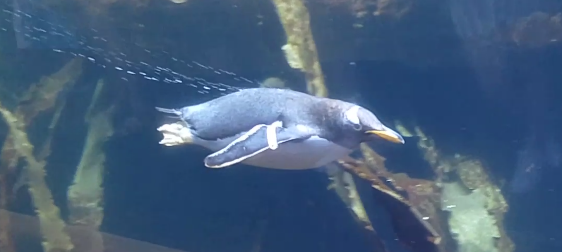 Subantarctic gentoo penguin