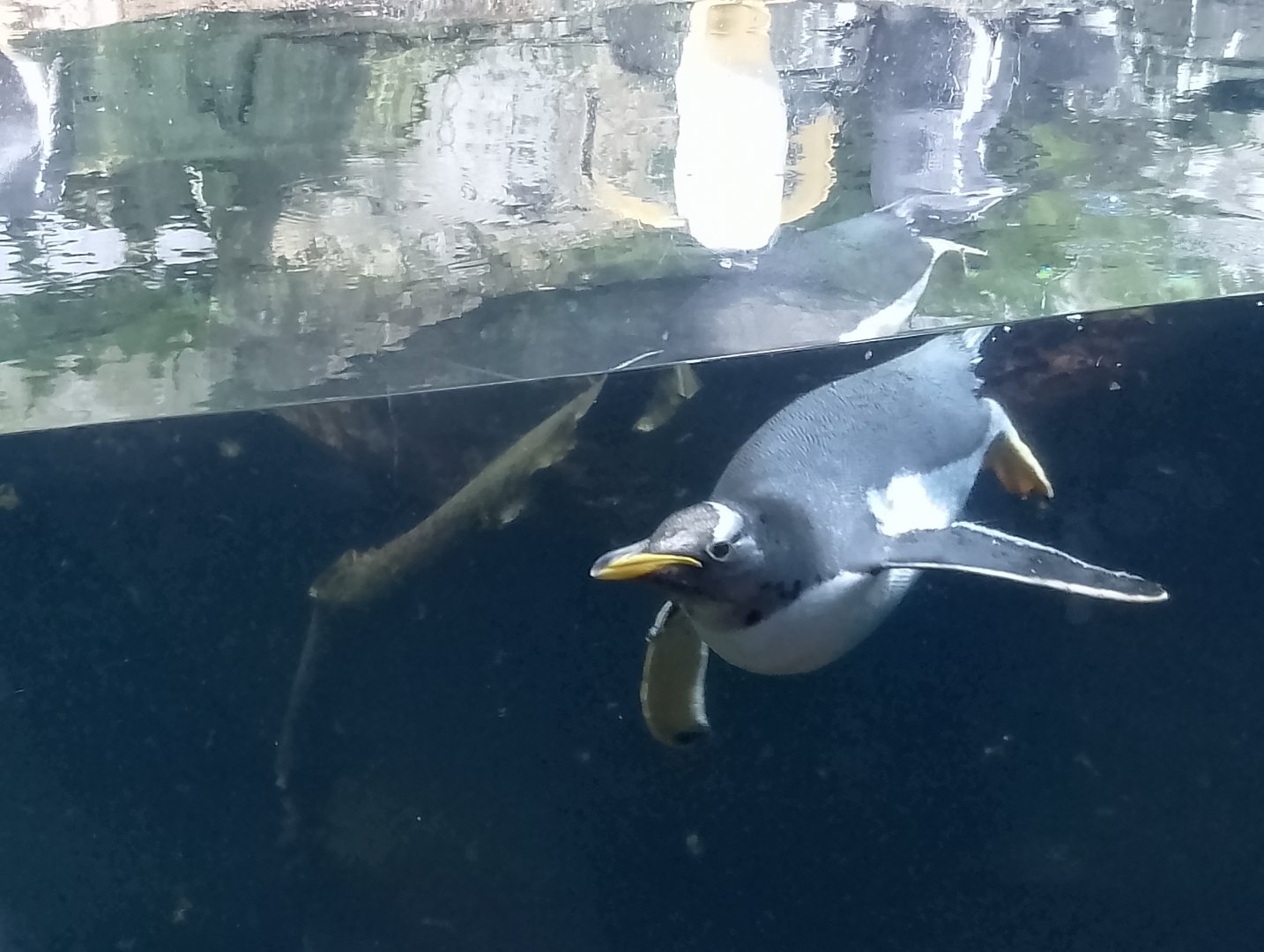 Subantarctic gentoo penguin