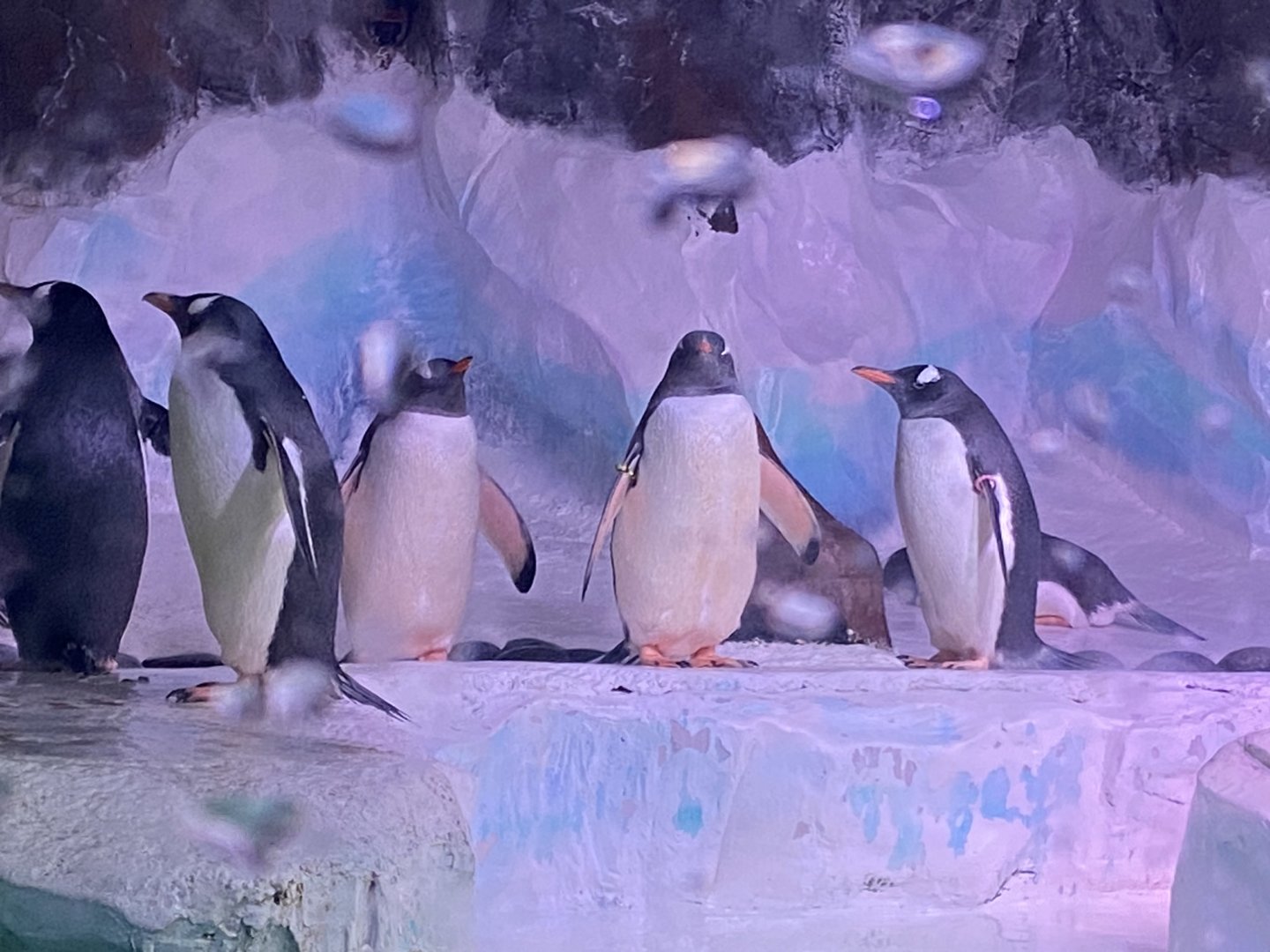 Subantarctic gentoo penguins 070123