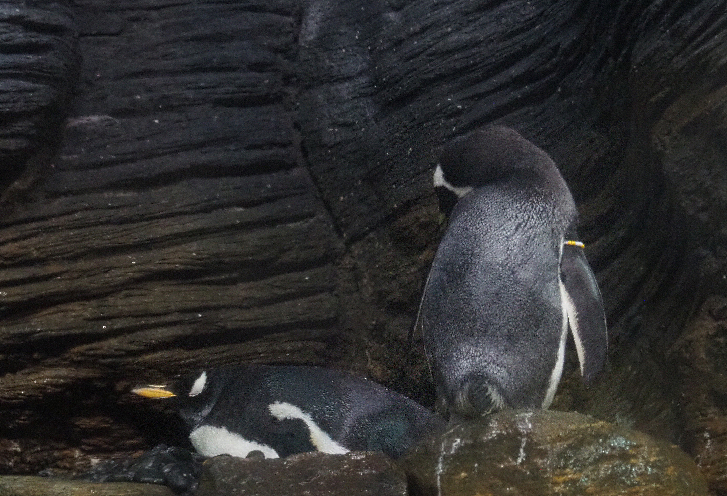 Subantarctic gentoo penguins (Pygoscelis papua papua), 2020-06-28