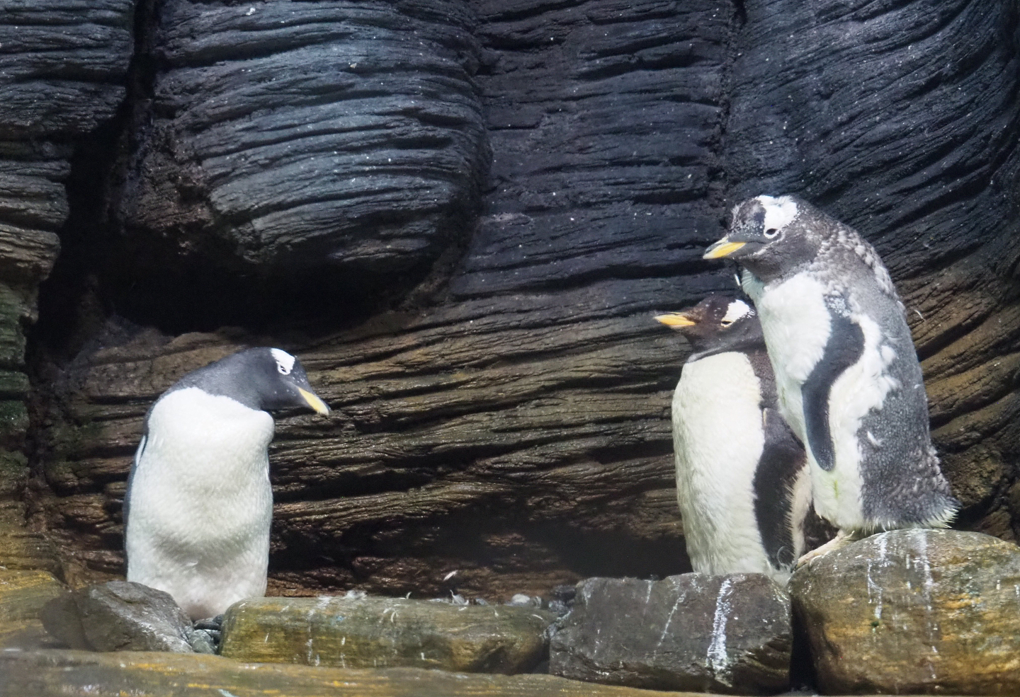 Subantarctic gentoo penguins (Pygoscelis papua papua), 2020-09-20