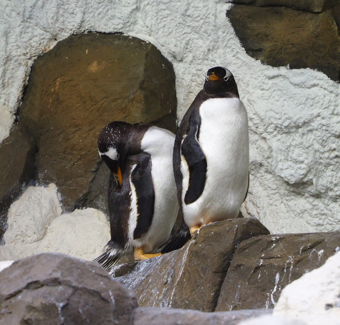 Subantarctic gentoo penguins (Pygoscelis papua papua), 2021-09-02