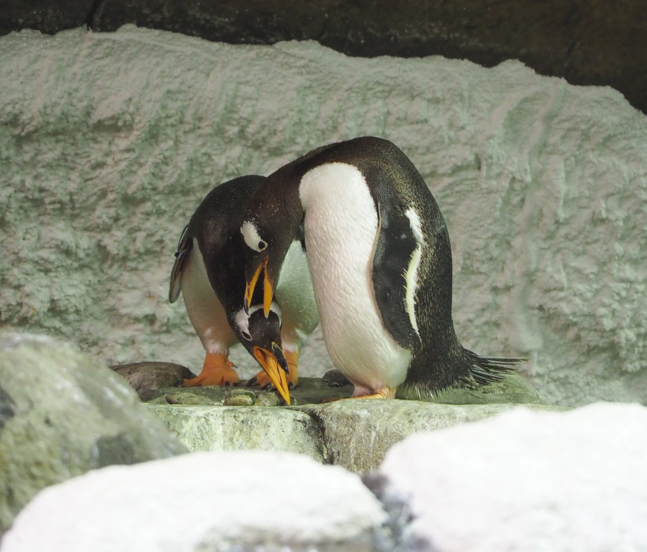 Subantarctic gentoo penguins (Pygoscelis papua papua), 2022-06-28