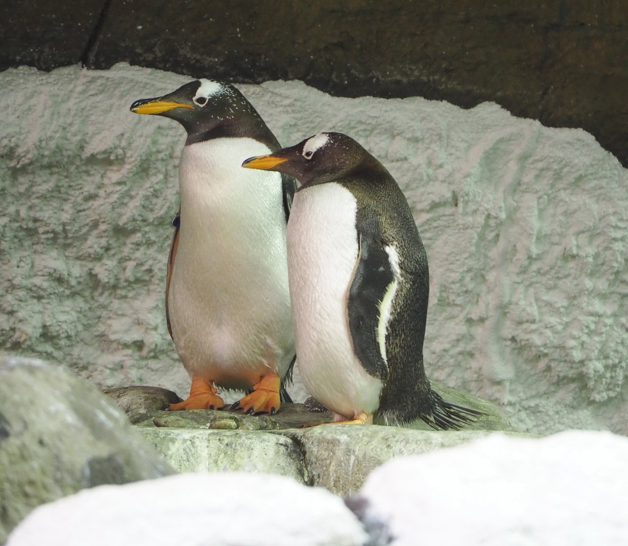Subantarctic gentoo penguins (Pygoscelis papua papua), 2022-06-28