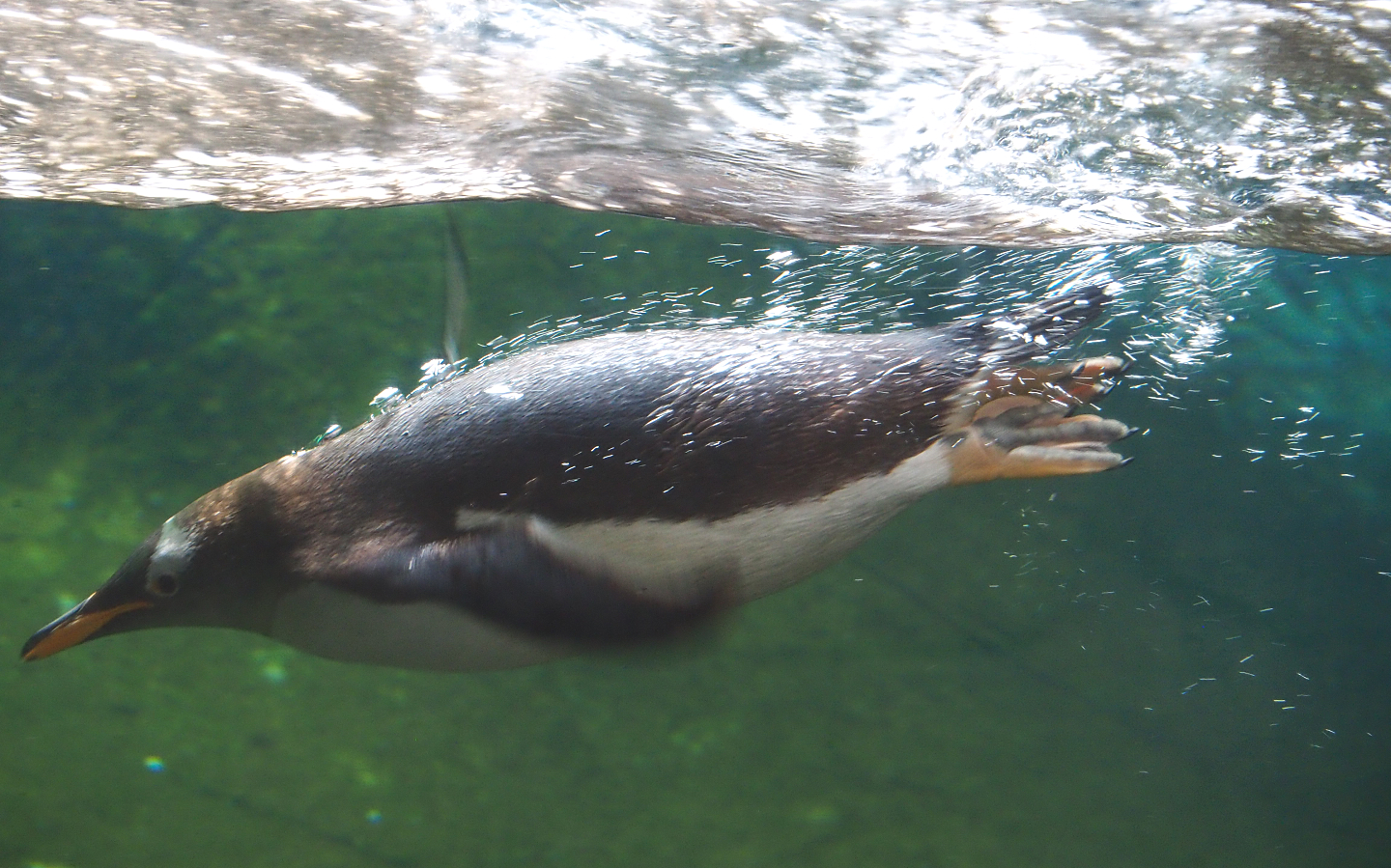 Subantarctic gentoo penguins (Pygoscelis papua papua), 2022-06-28