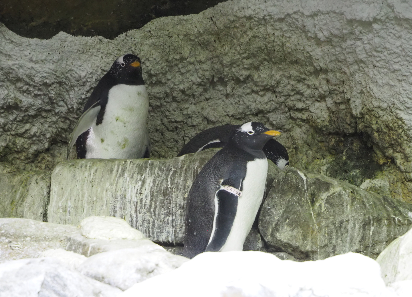Subantarctic gentoo penguins (Pygoscelis papua papua), 2022-09-14