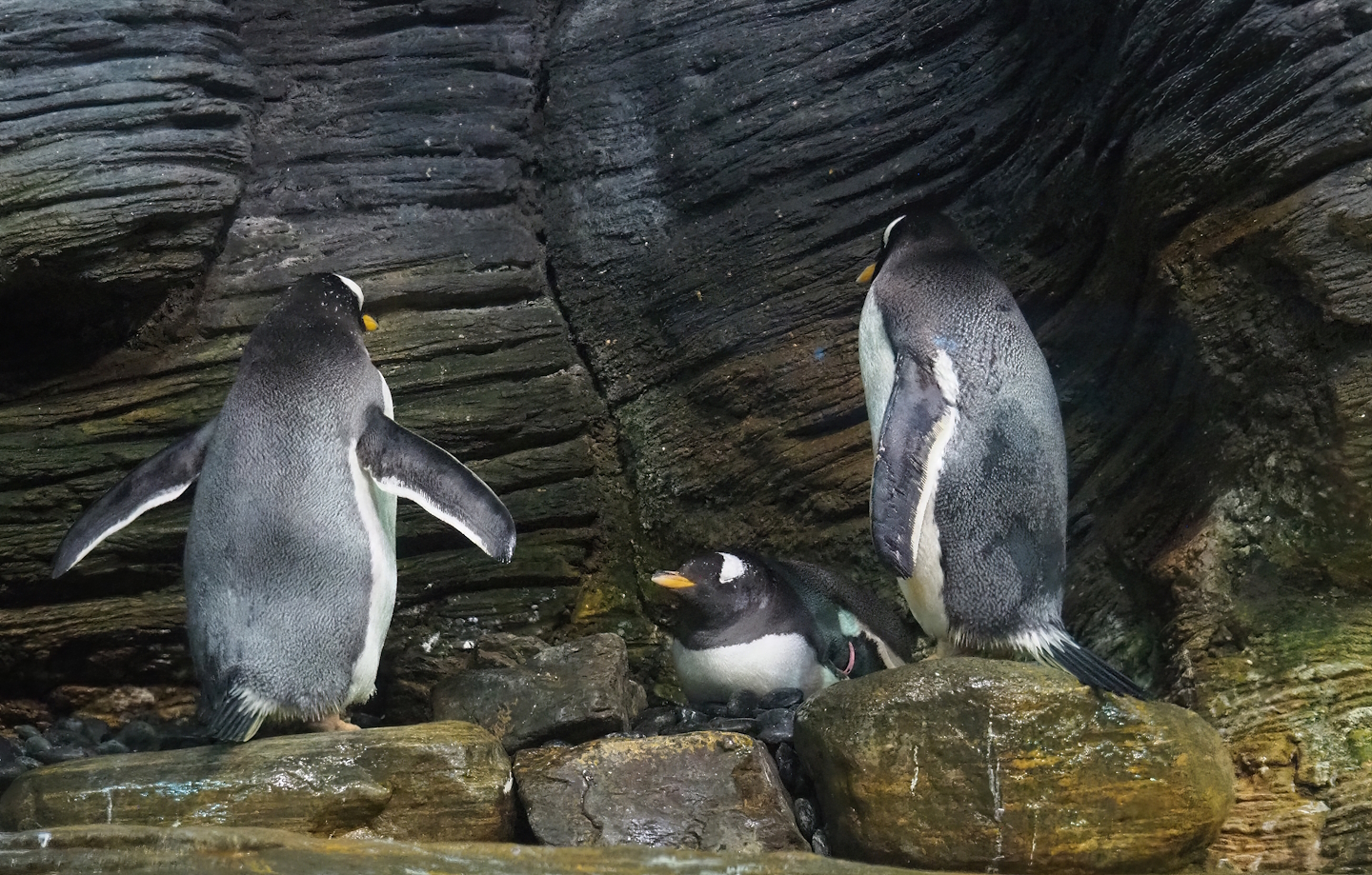Subantarctic gentoo penguins (Pygoscelis papua papua), 2023-07-02