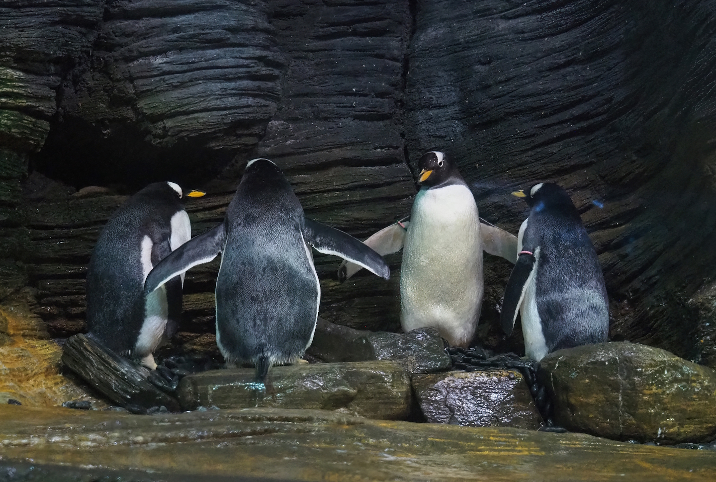 Subantarctic gentoo penguins (Pygoscelis papua papua), 2023-07-22