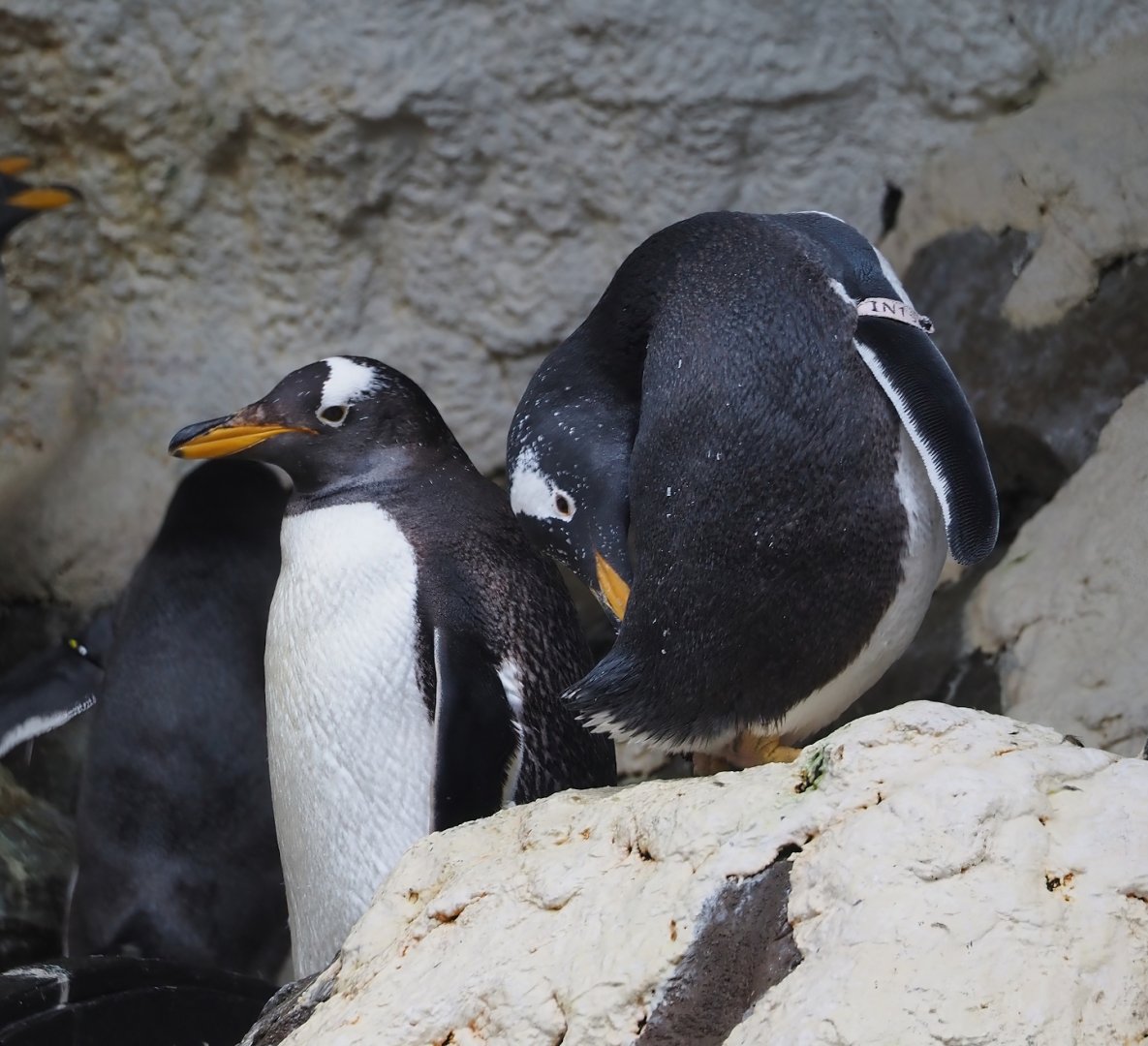 Subantarctic gentoo penguins (Pygoscelis papua papua), 2024-09-17