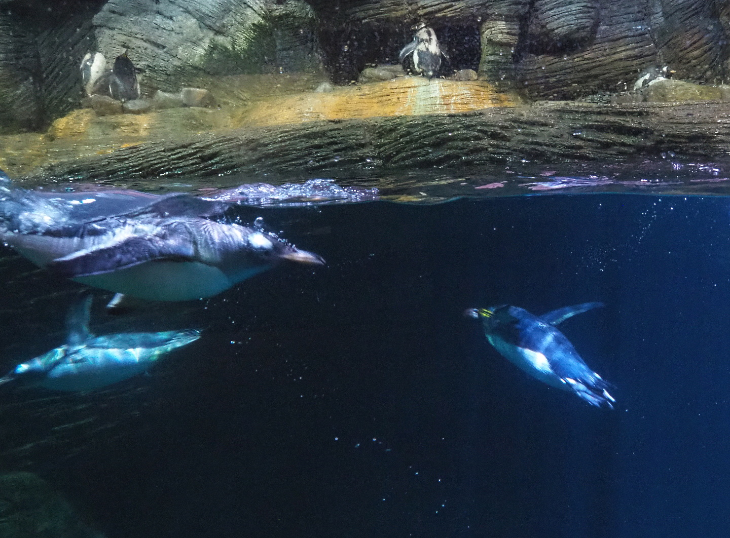 Subantarctic gentoo penguins (Pygoscelis papua papua) and Macaroni penguin (Eudyptes chrysolophus) swimming, 2021-07-17