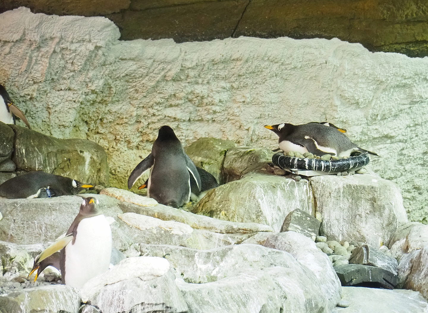 Subantarctic gentoo penguins (Pygoscelis papua papua) in nesting zone, 2023-05-16