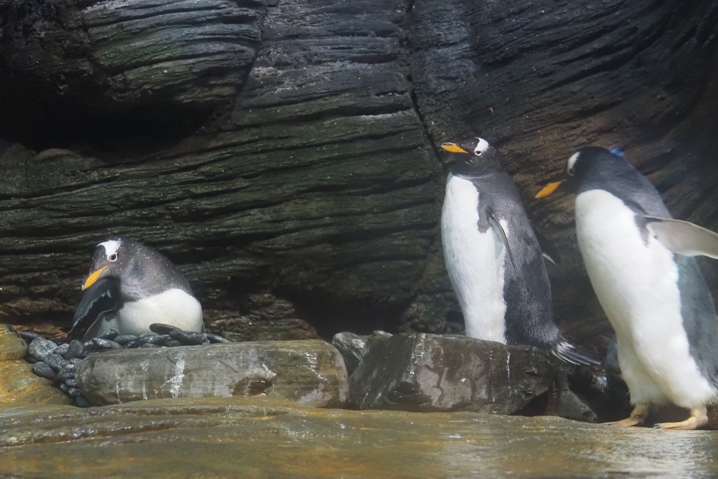 Subantarctic gentoo penguins, with one on the nest (Pygoscelis papua papua), 2025-05-14