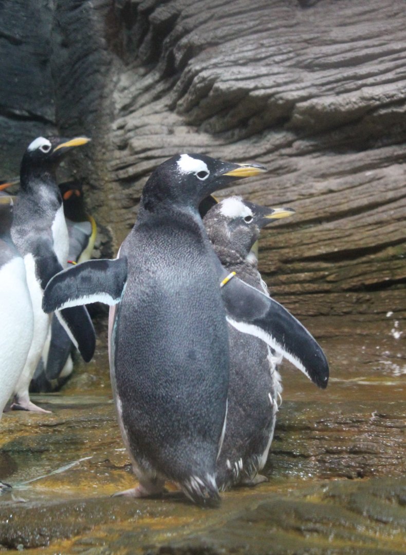 Subantarctic gentoo penguins