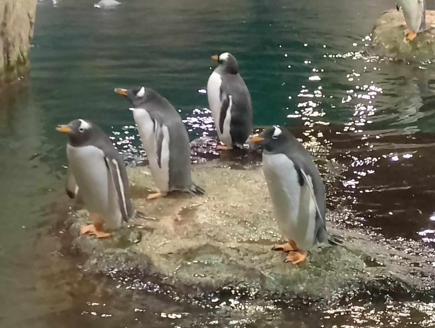 Subantarctic gentoo penguins