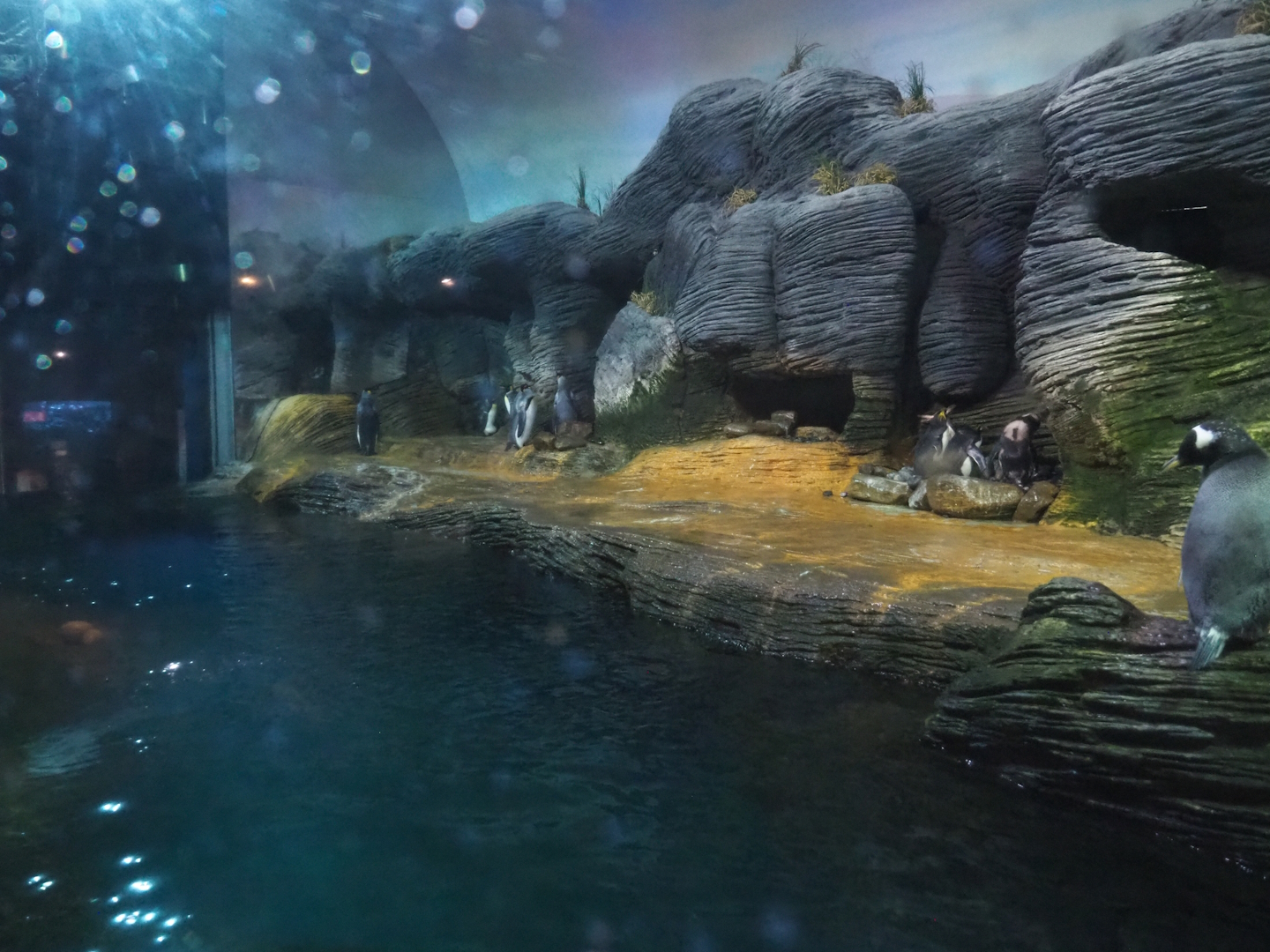 Subantarctic penguin exhibit, 2022-08-16