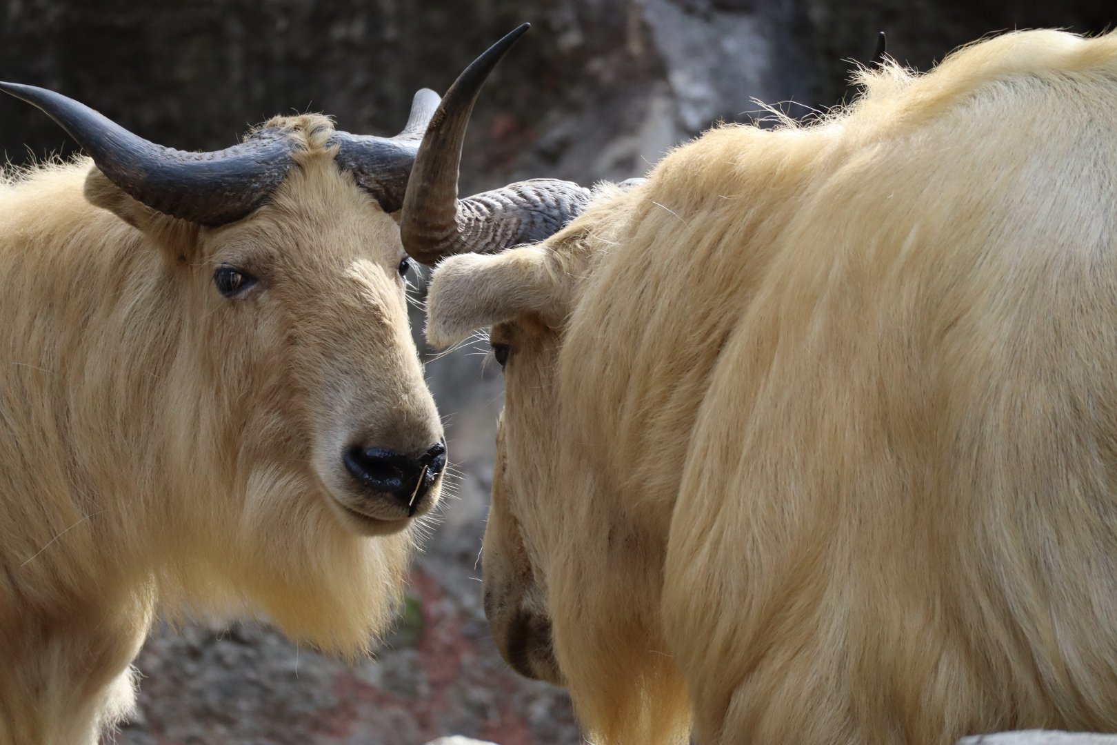 Subarctic Forest - Golden Takin